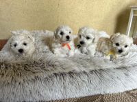 chłopcy - 6 tygodni